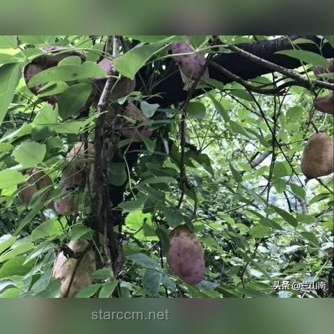 大粉耗子圆润养成记 & 大刀机甲破纪录攻略