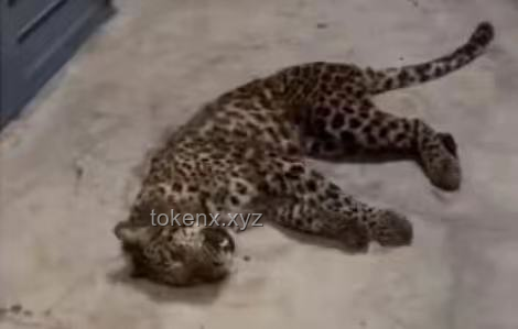 杭州豹子“出逃记”：一场生态与科技的奇妙碰撞🐆🔍