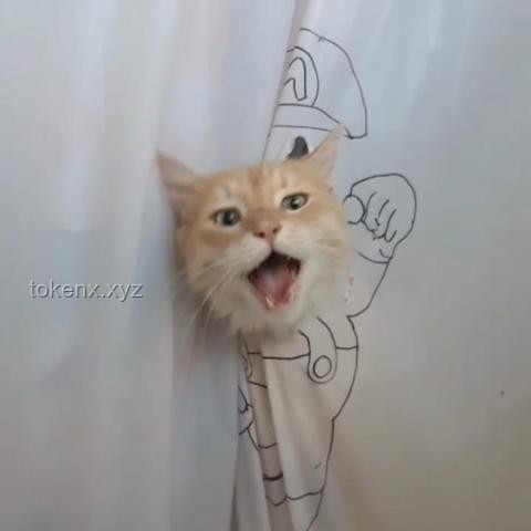 可爱小猫VS漂亮涂鸦：爱做数学题的ta如何选择？