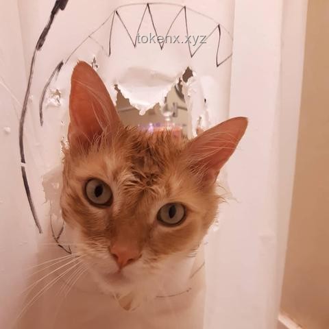 可爱小猫VS漂亮涂鸦：爱做数学题的ta如何选择？