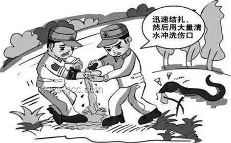 女子疑被蛇咬死 家属愿意尸检：医疗救治与公共安全深度剖析