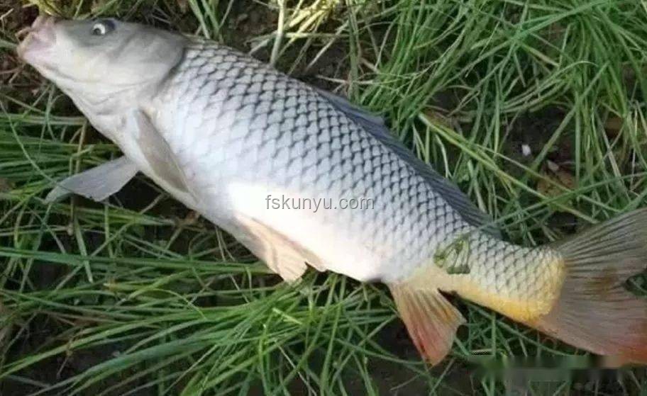 化龙失败珍稀鱼鉴赏与估价指南：江苏男子钓获“龙鳞鲤”案例
