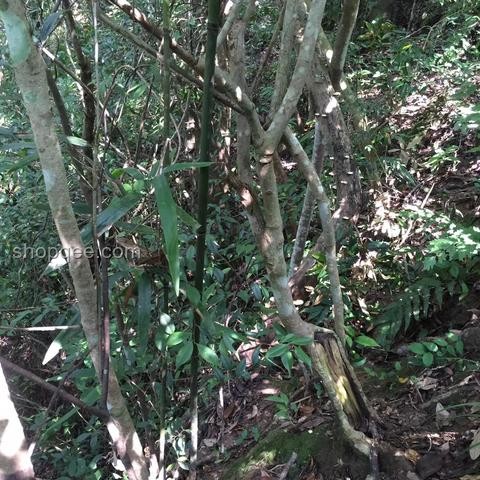 男童误食毒蘑菇急救指南：预防与应对措施