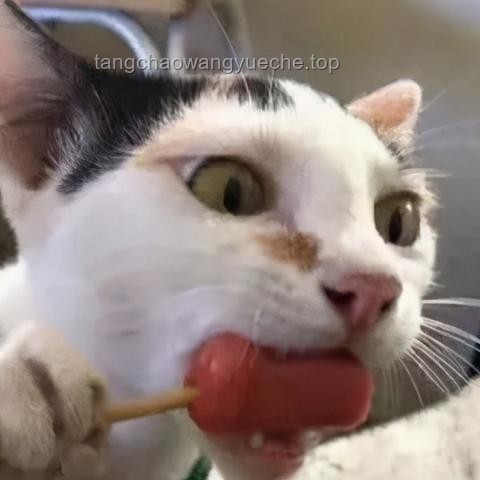 猫猫踢冻干挑战：萌宠界的创新探索之旅，跨界思维