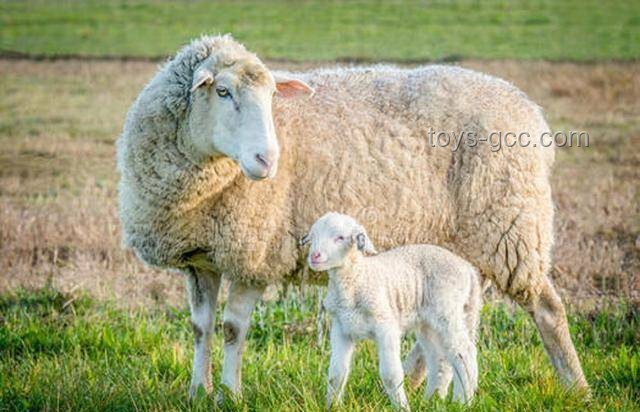 🐏高考秘籍！解锁2025广东生物遗传大题「无角美臀羊」攻略