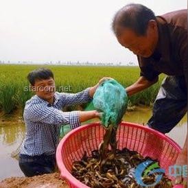 台湾网红被投喂“大陆美食三件套”案例研究