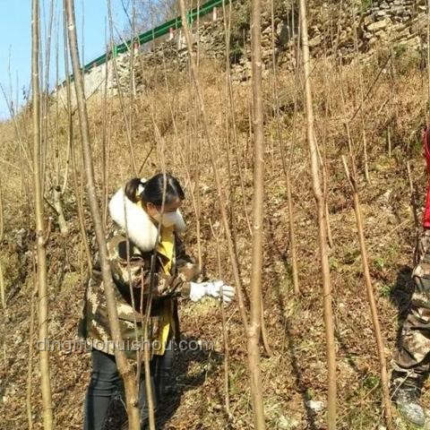 入户大厅脚臭味难题：未来趋势预测与应对策略