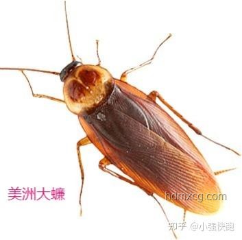 北京家中惊现南方大蟑螂？别怕，教你如何应对！👀💪